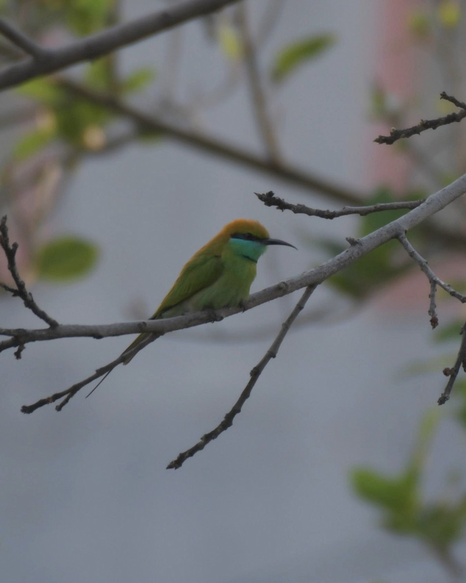 Asian Green Bee-eater - ML518082641