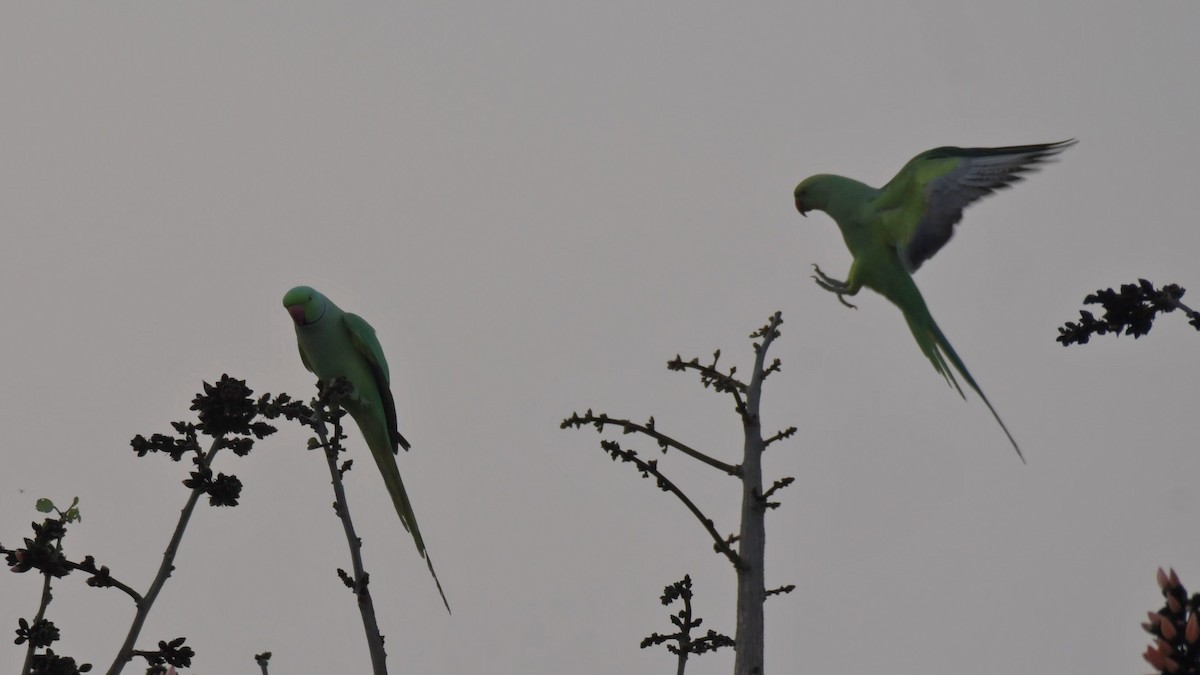 Rose-ringed Parakeet - ML518082691