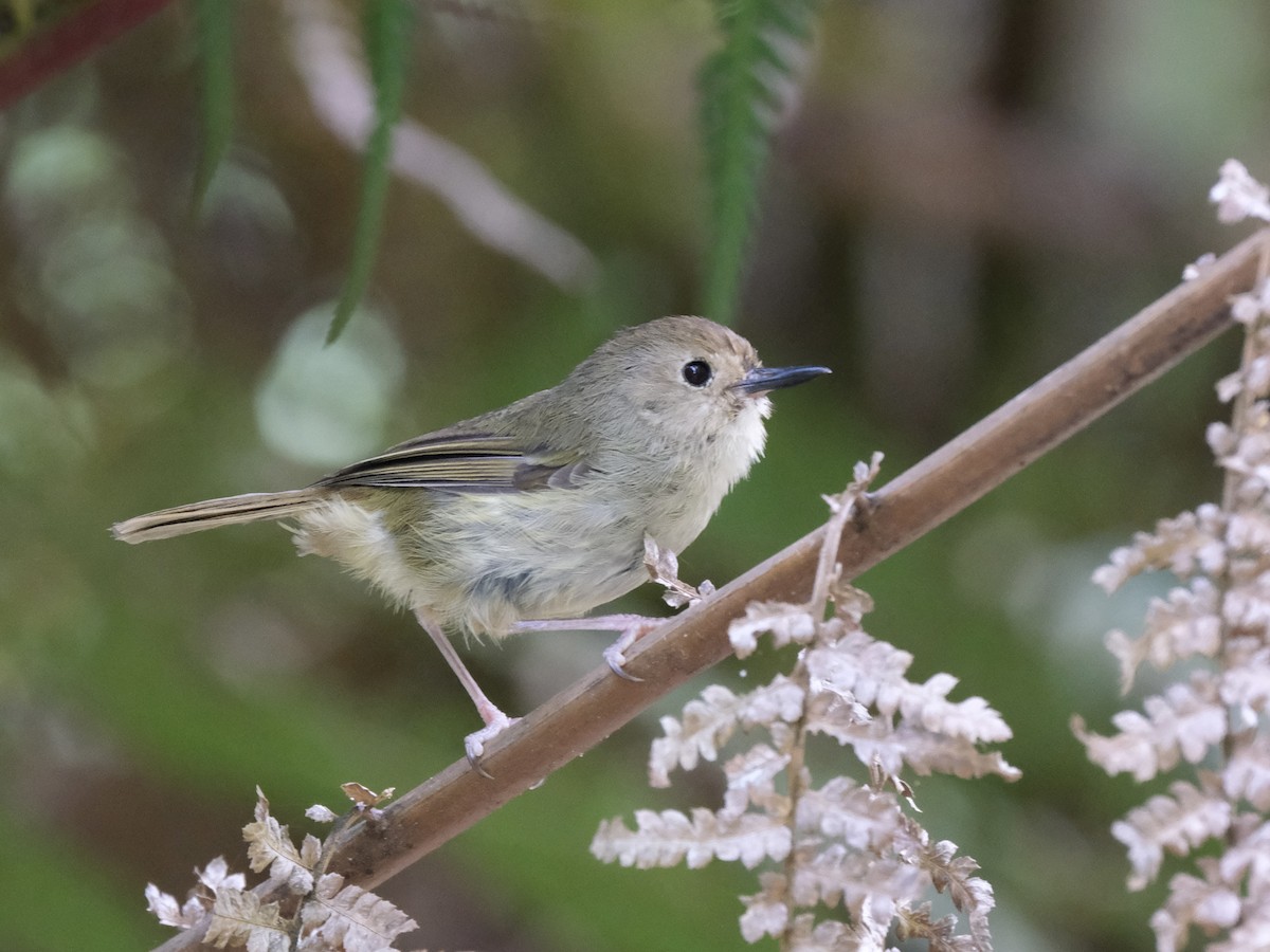 Large-billed Scrubwren - Gareth Pellas