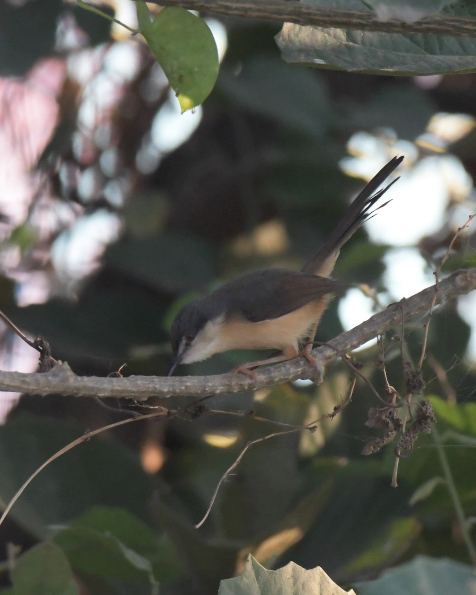 Ashy Prinia - ML518082941