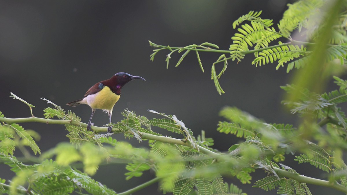 Purple-rumped Sunbird - ML518083151