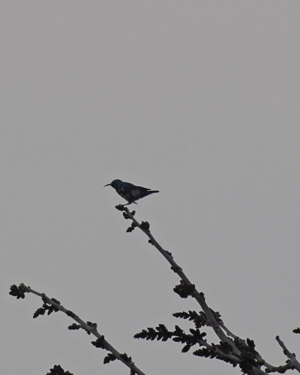 Purple Sunbird - ML518083161