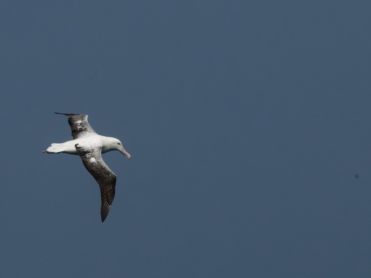 Northern/Southern Royal Albatross - ML518083351