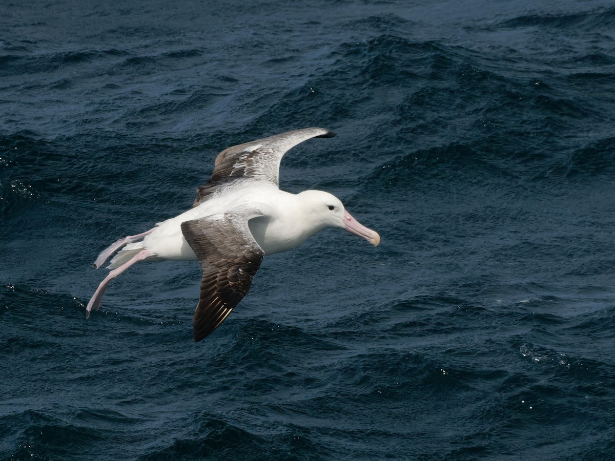 Albatros Real del Norte/del Sur - ML518083361
