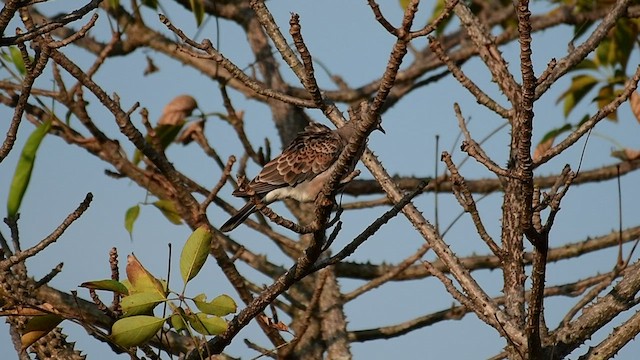 Oriental Turtle-Dove - ML518085691