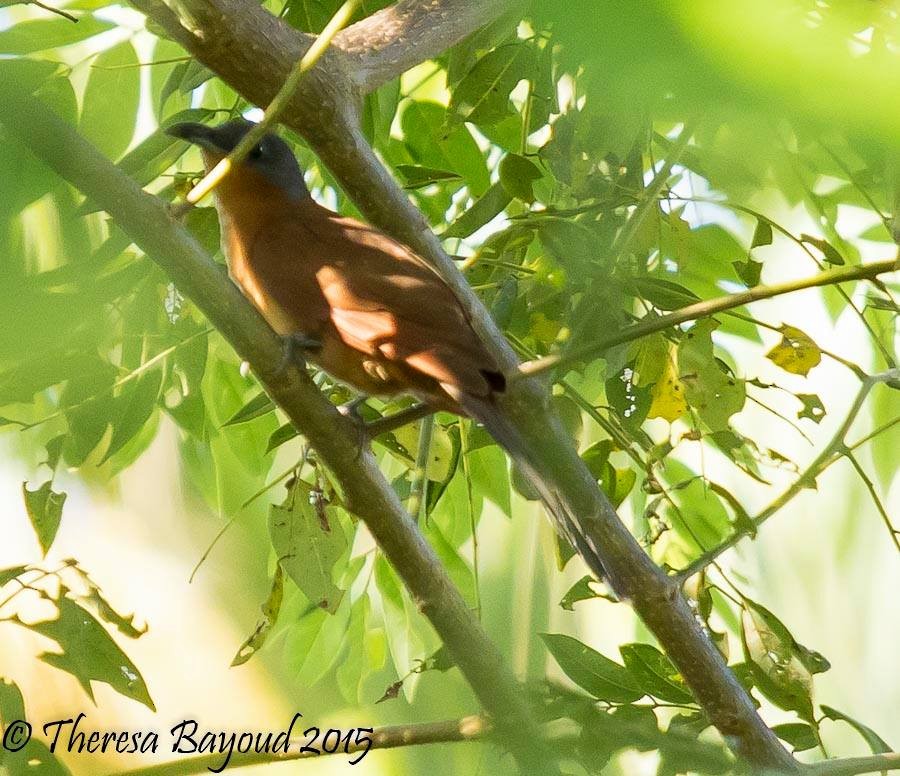 Gray-capped Cuckoo - Domiciano Alveo - www.whitehawkbirding.com