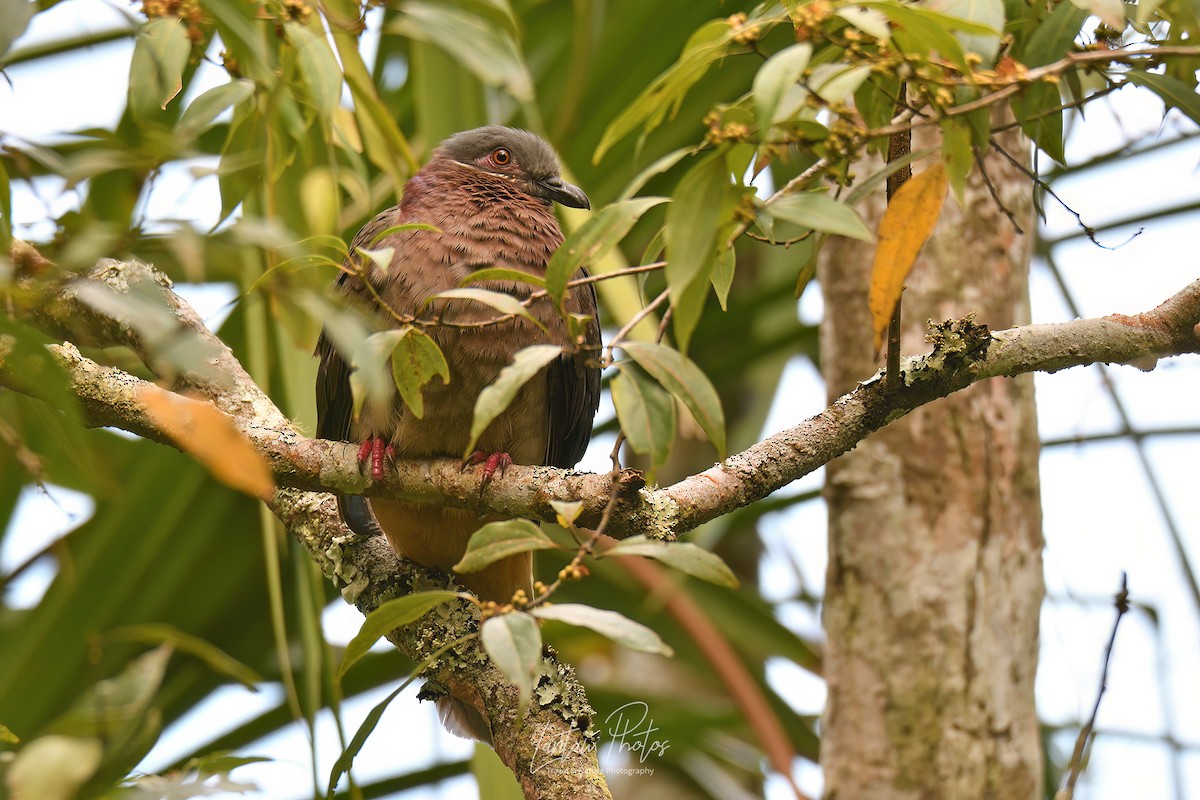 Amethyst Brown-Dove - Allan Barredo