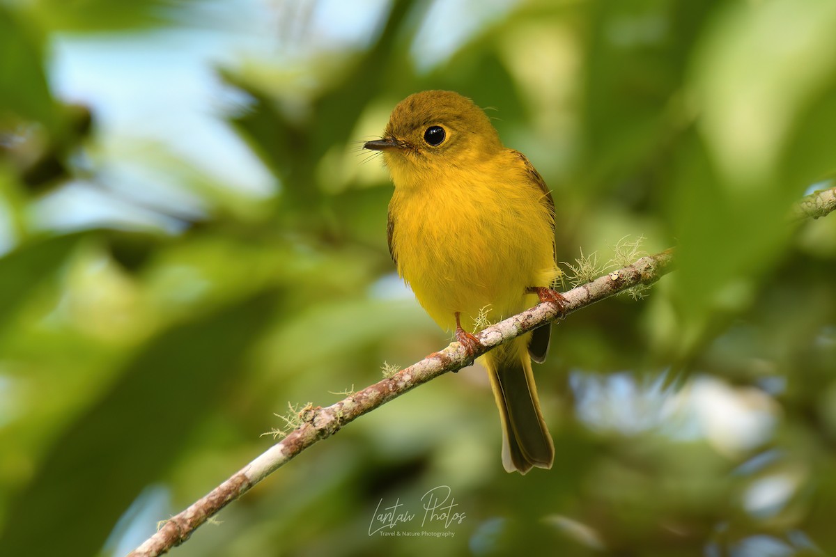 Citrine Canary-Flycatcher - ML518087321