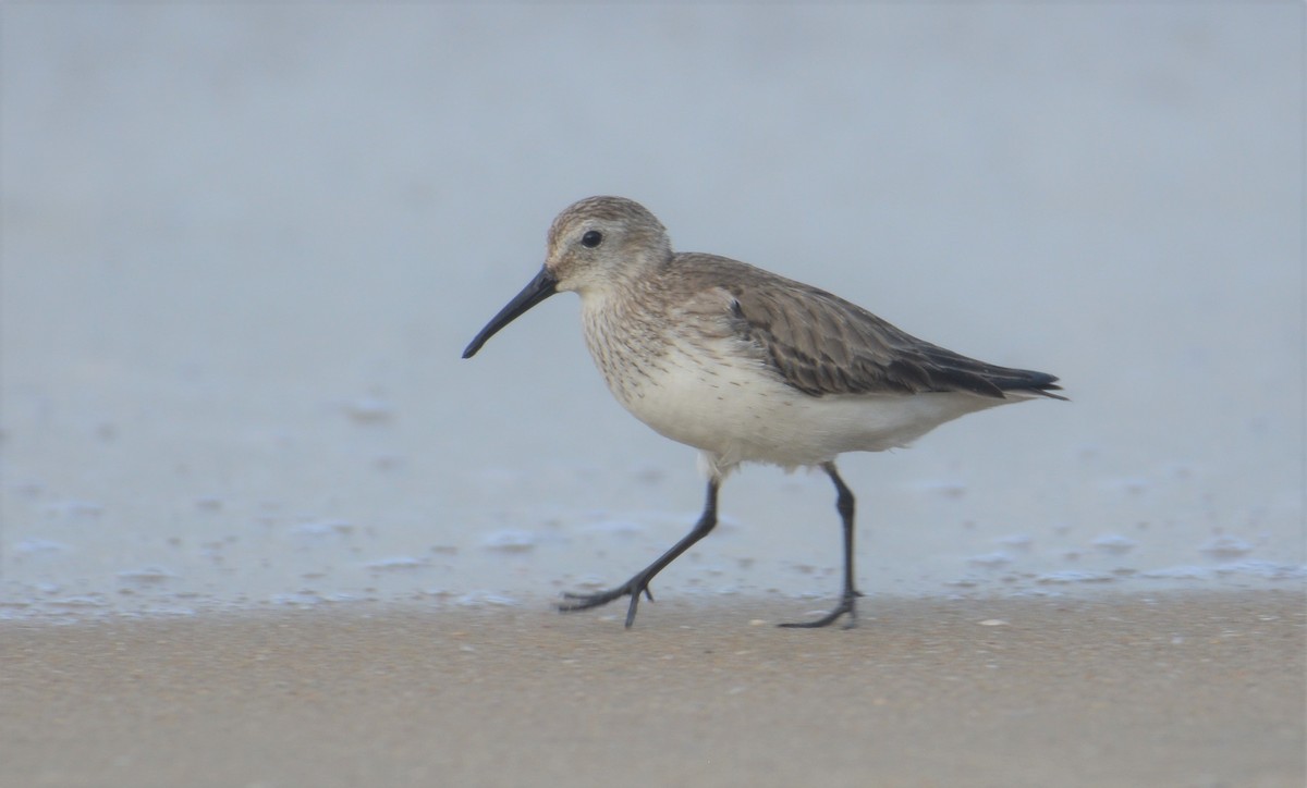 Хар элсэг - ML518089041