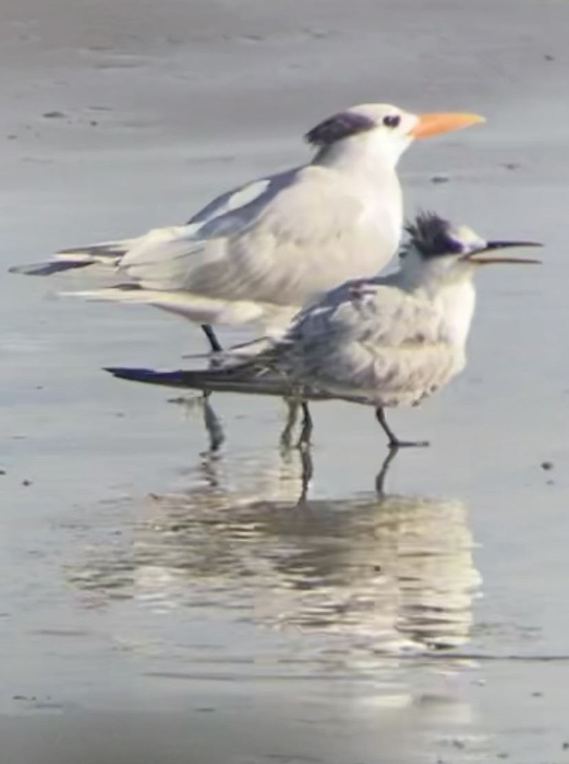 tern sp. - Allison Farr