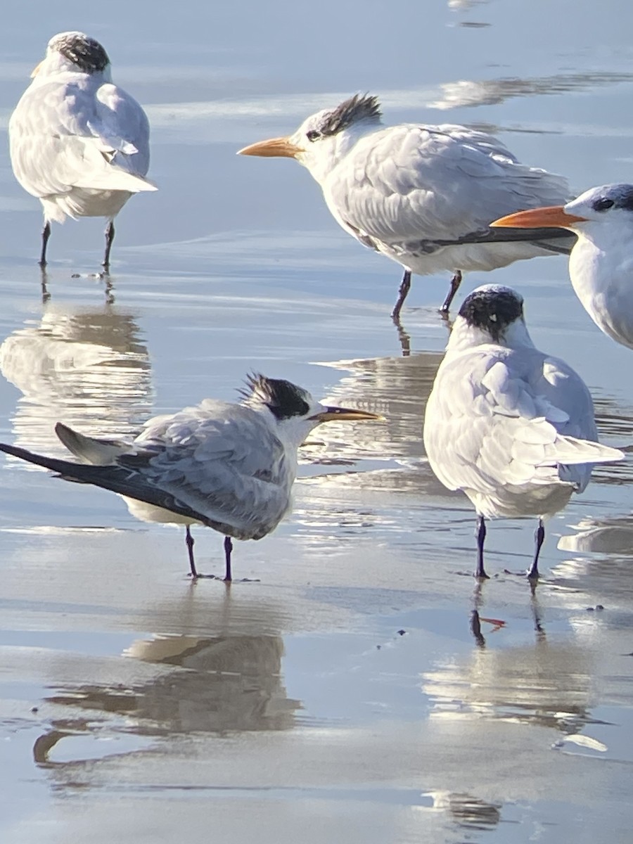 tern sp. - Allison Farr