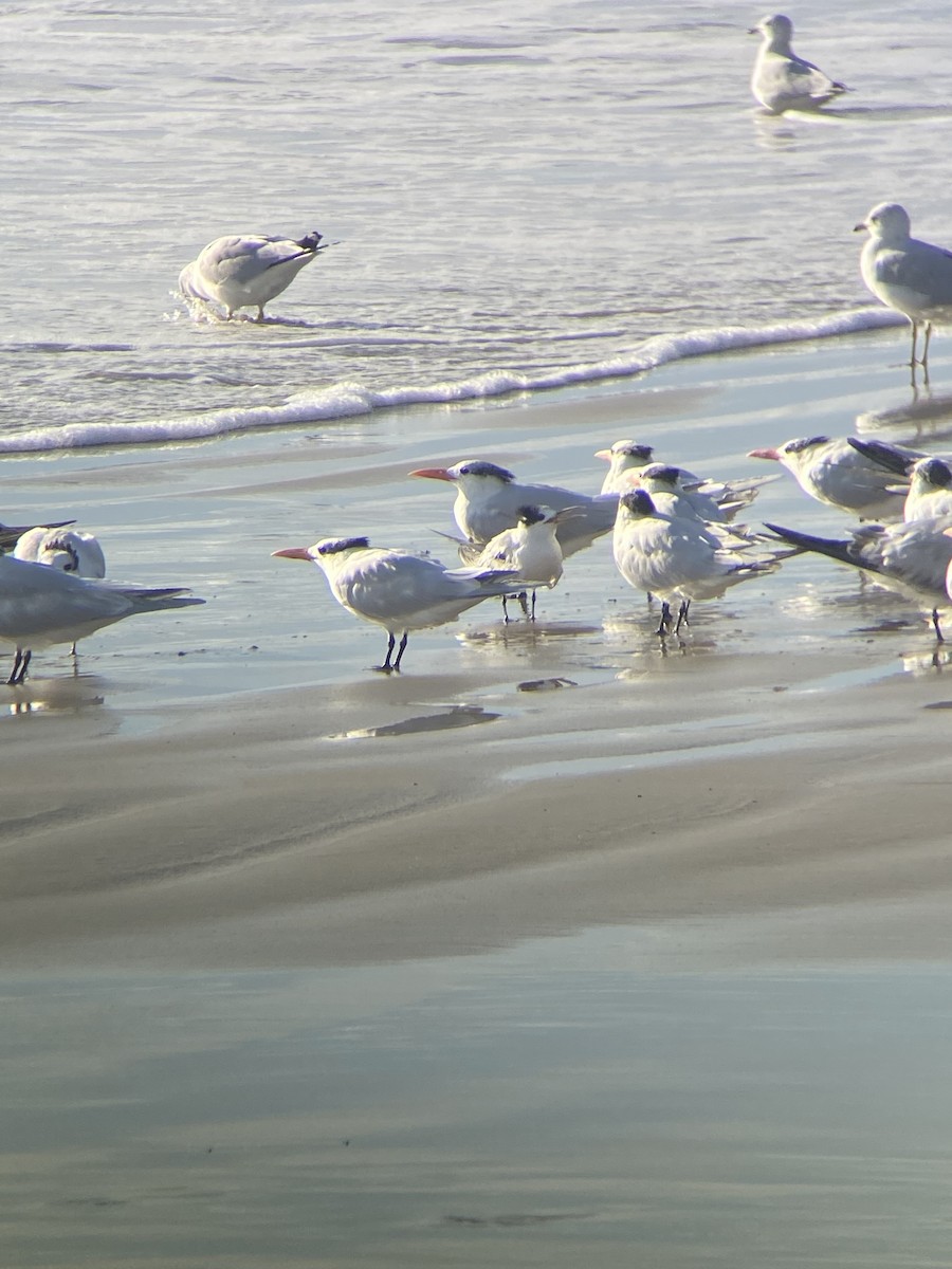 tern sp. - ML518089291