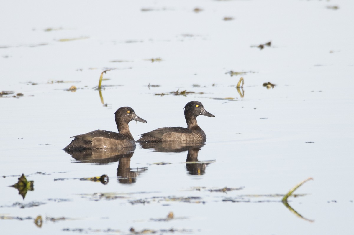 Ferruginous Duck - ML518089531