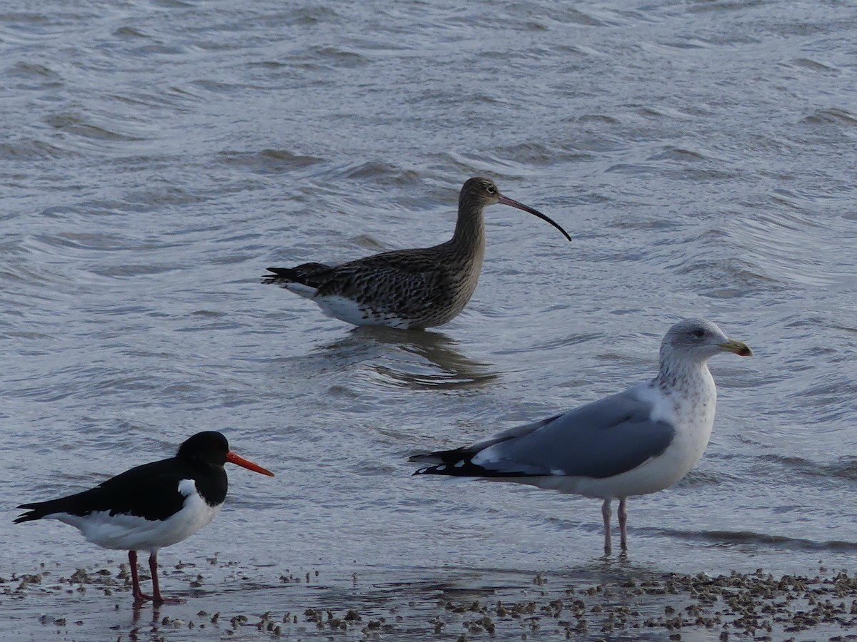 Eurasian Curlew - ML518090061