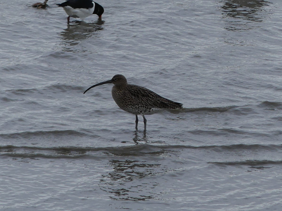 Eurasian Curlew - ML518090071