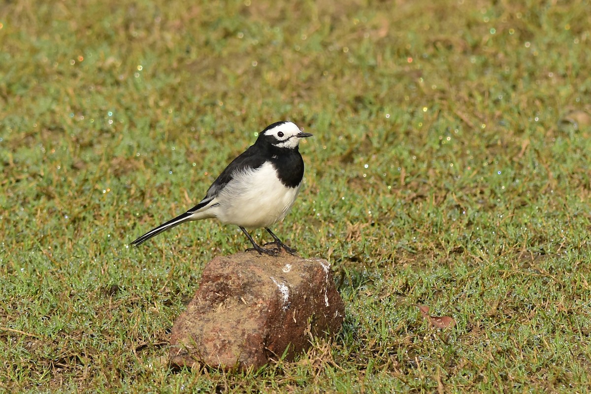 White Wagtail (Hodgson's) - Ajoy Kumar Dawn