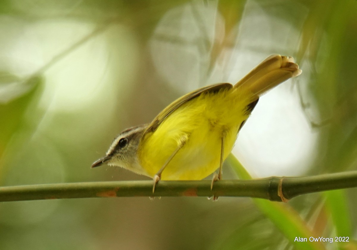 Yellow-bellied Warbler - ML518090881
