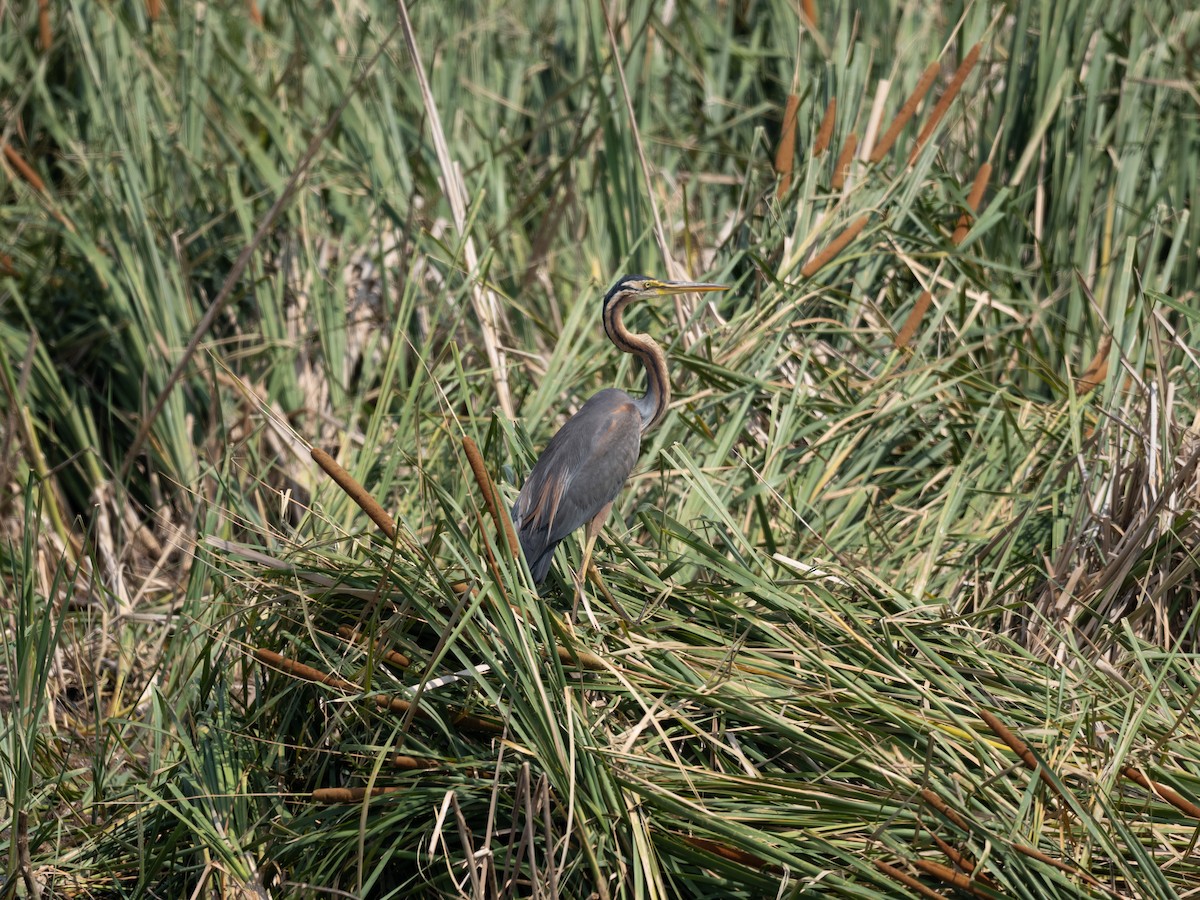 Purple Heron - Ding FENG