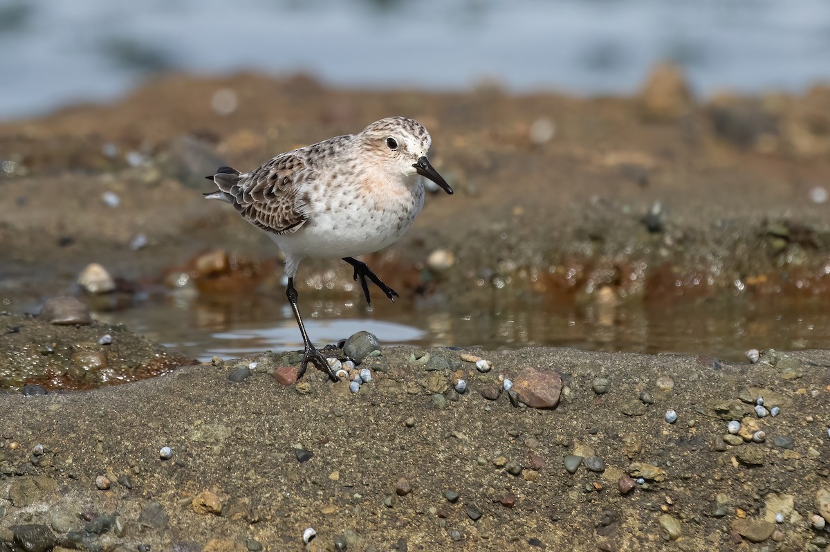 Rotkehl-Strandläufer - ML518091051