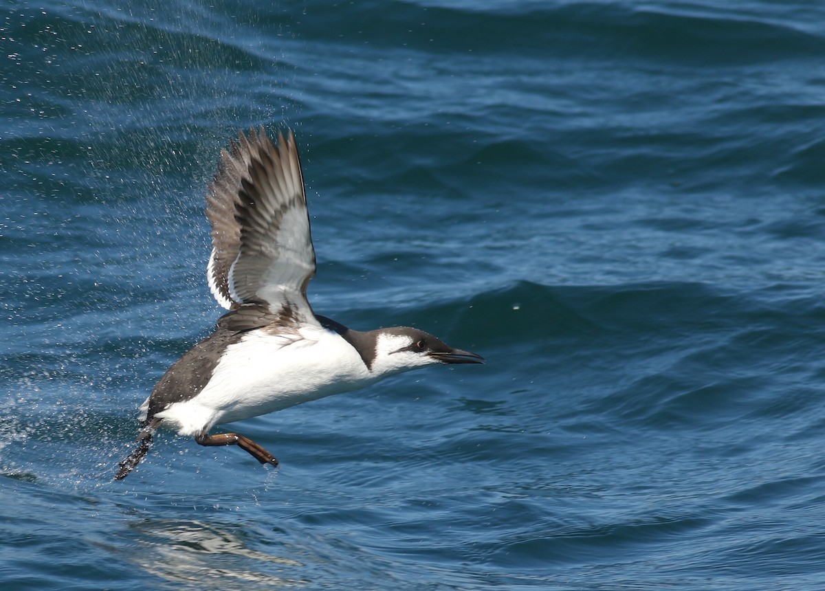 Common Murre - Nathan Dubrow