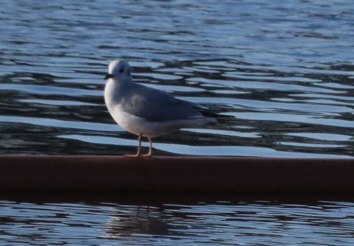 Bonaparte's Gull - Jeffrey Blalock