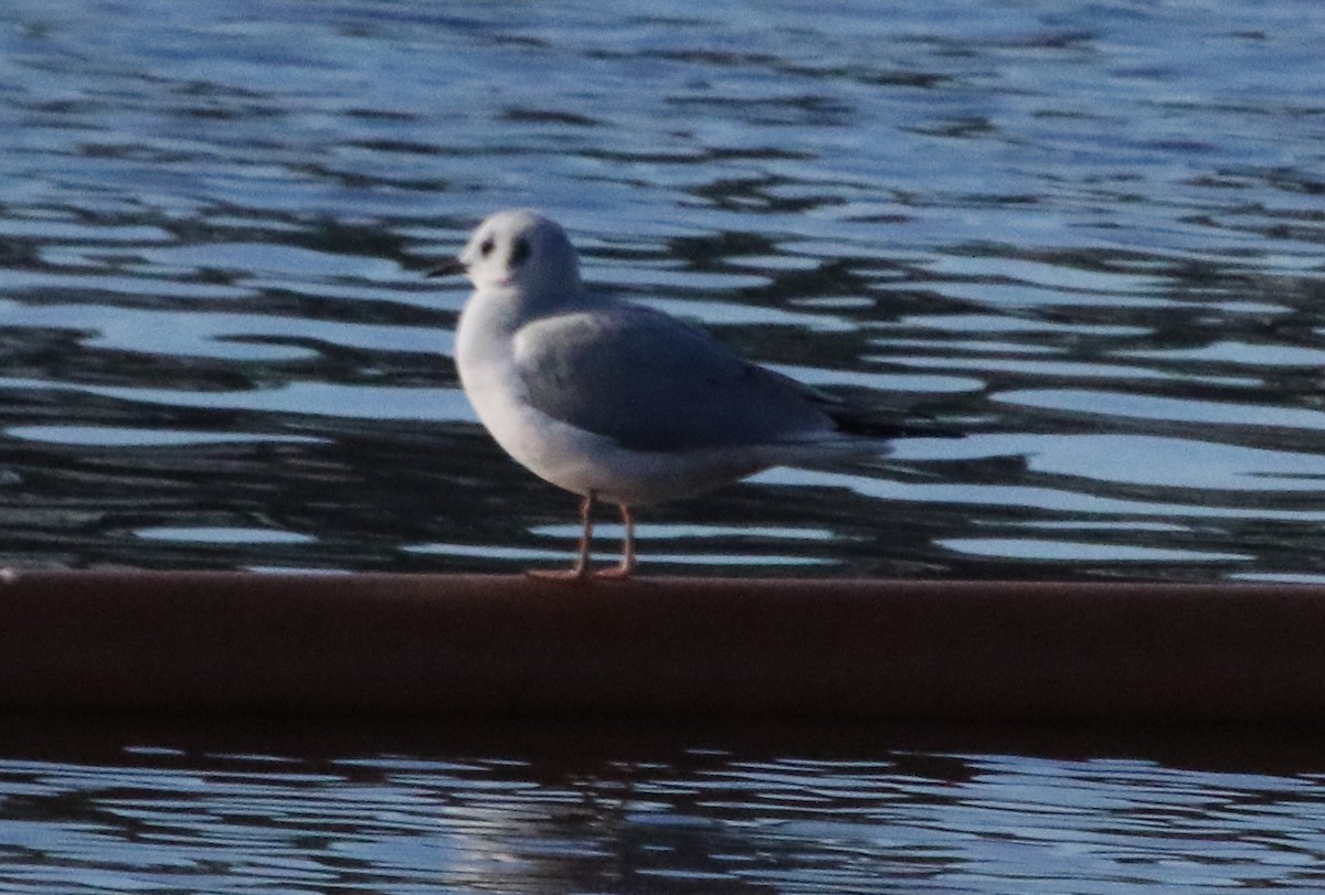 Bonaparte's Gull - Jeffrey Blalock