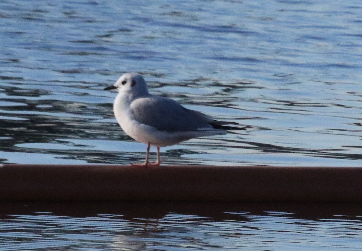 Bonaparte's Gull - Jeffrey Blalock