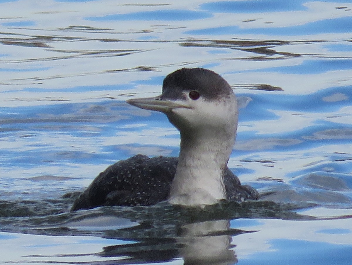 Red-throated Loon - ML51809421