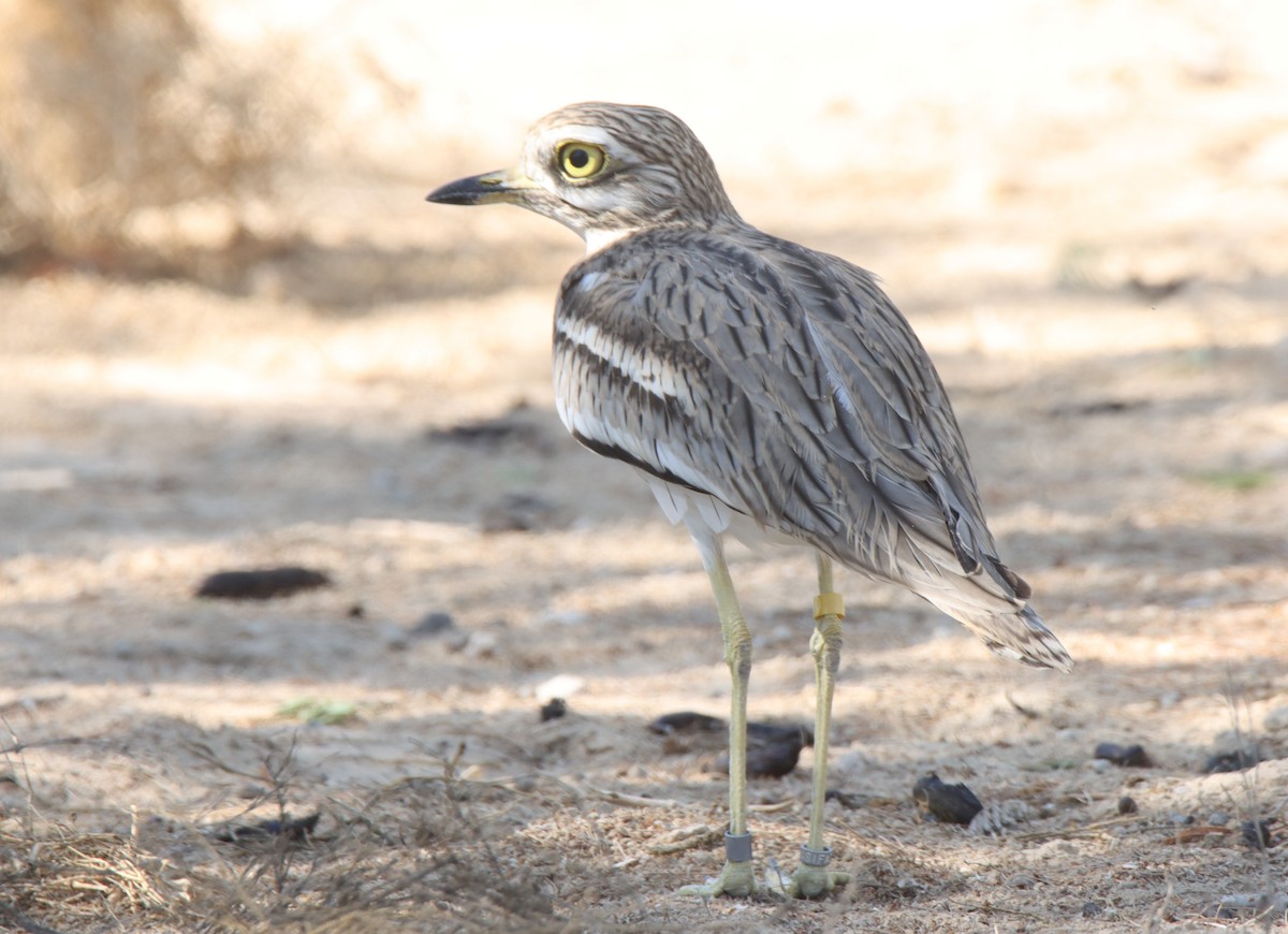 Eurasian Thick-knee - ML518094611