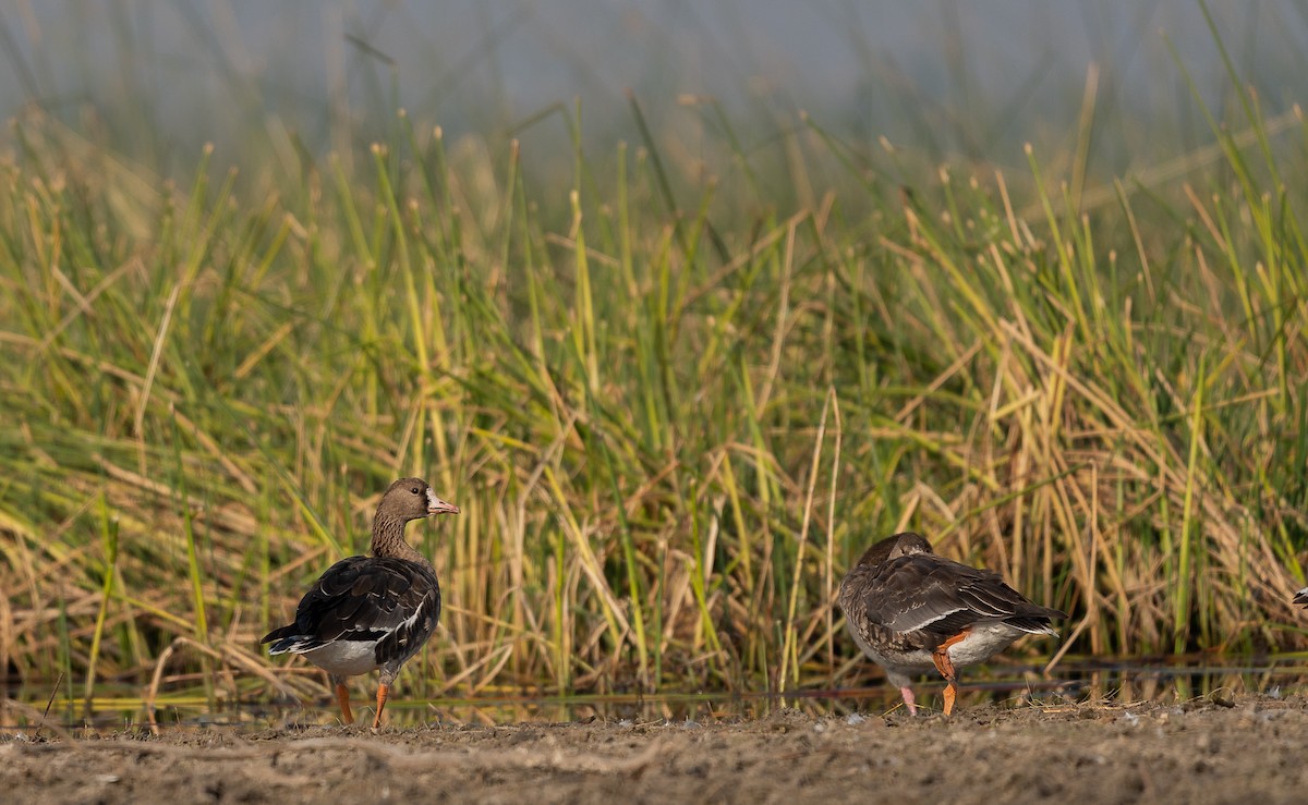 Greater White-fronted Goose - ML518094691