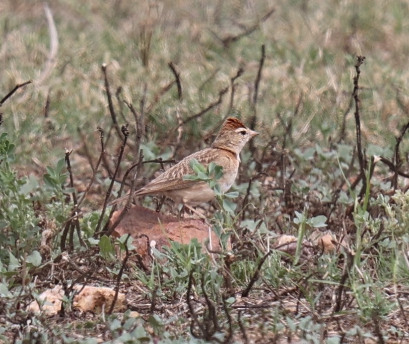 Red-capped Lark - ML518095311