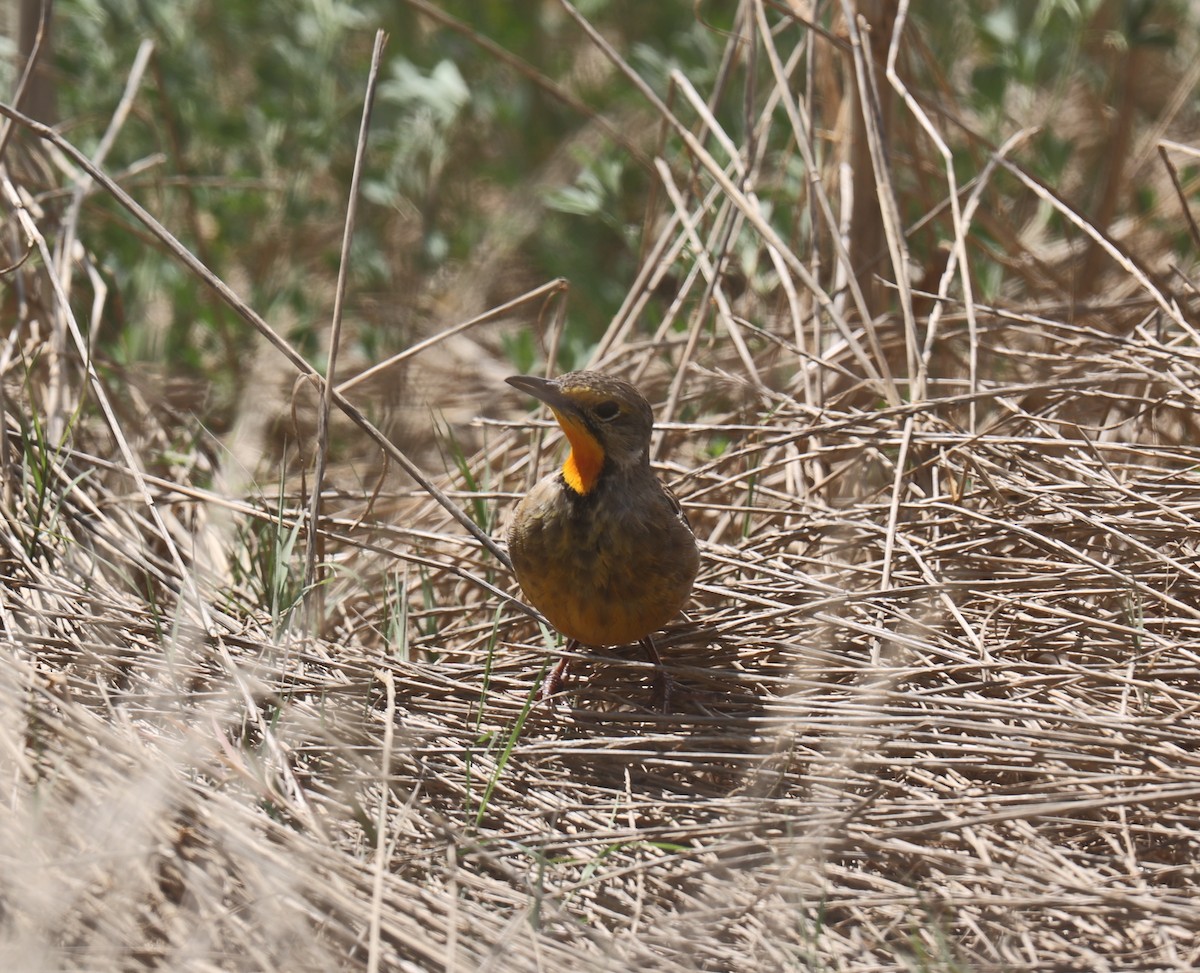 Orange-throated Longclaw - ML518095341