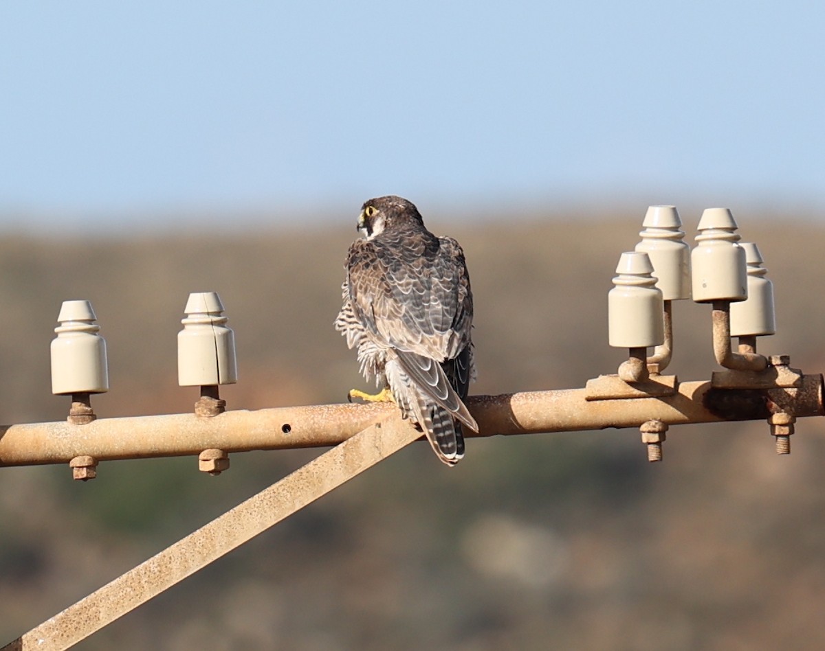 Peregrine Falcon - ML518095571