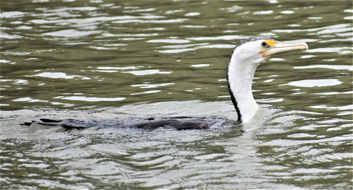 Pied Cormorant - ML518096371