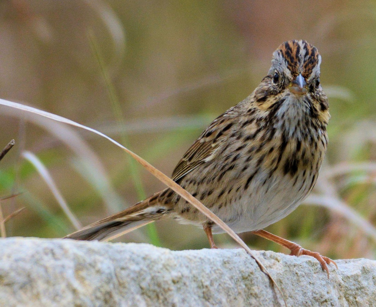 Lincoln's Sparrow - Kenneth Butler
