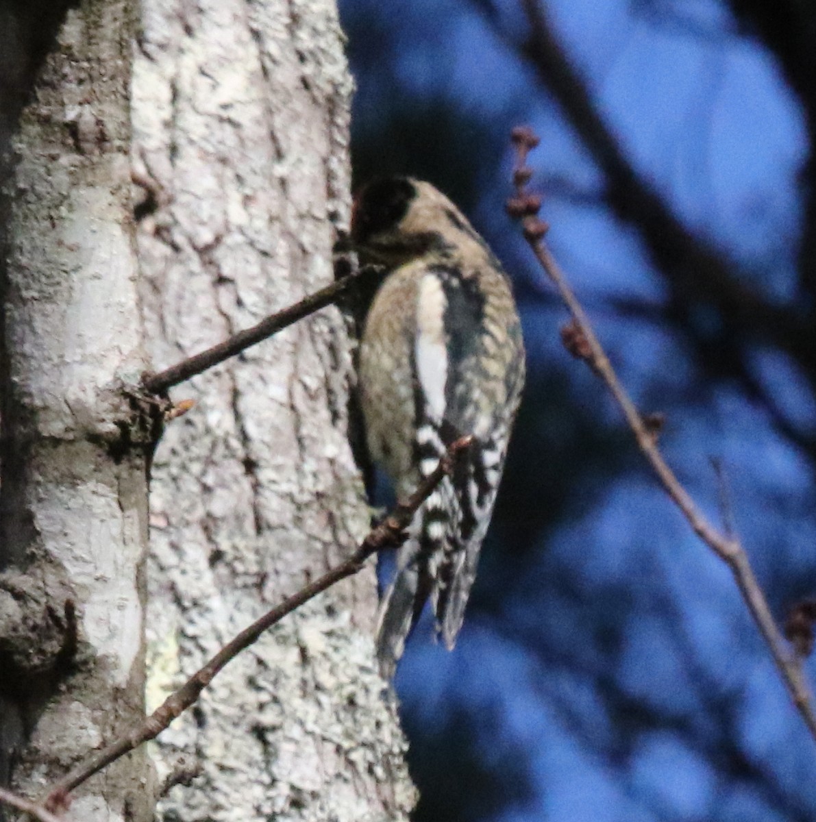 Yellow-bellied Sapsucker - Jeffrey Blalock