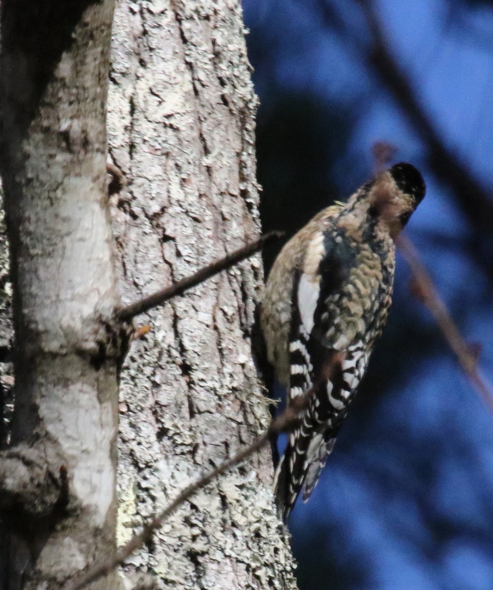 Yellow-bellied Sapsucker - ML518097531