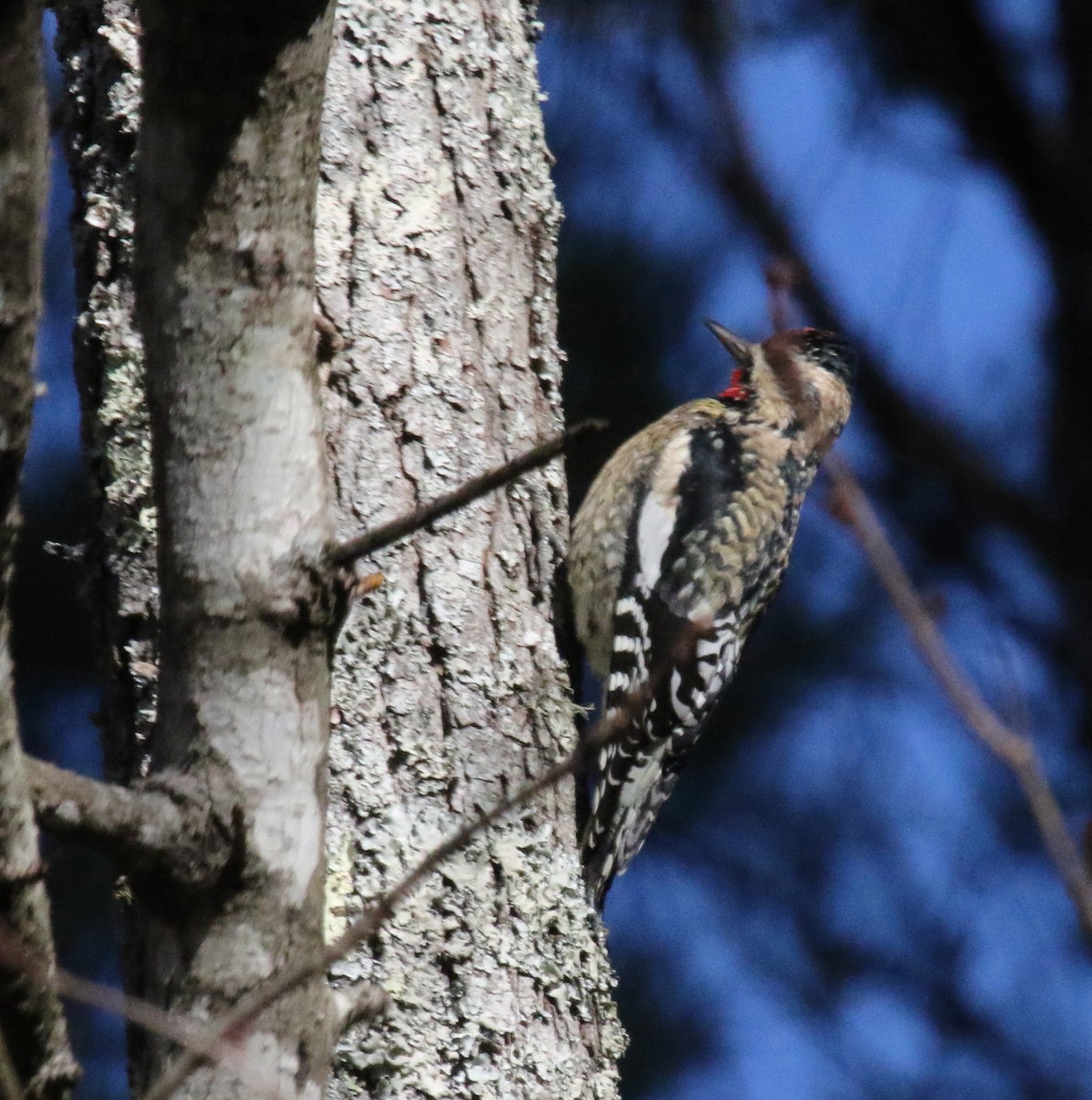 Yellow-bellied Sapsucker - ML518097541