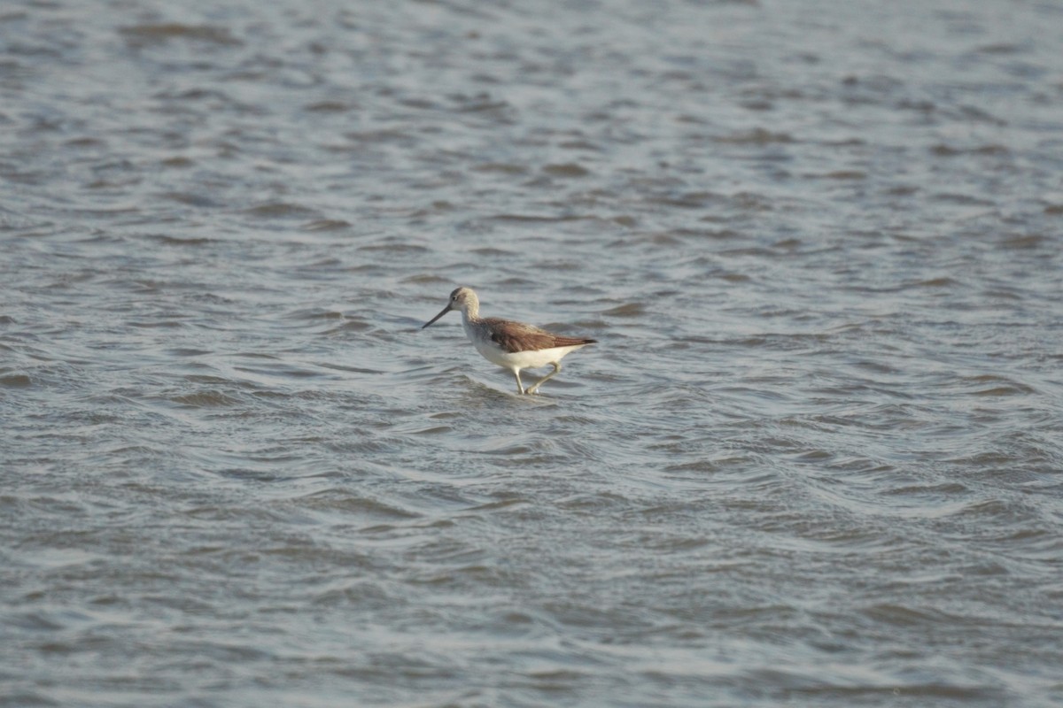 Common Greenshank - ML518098051