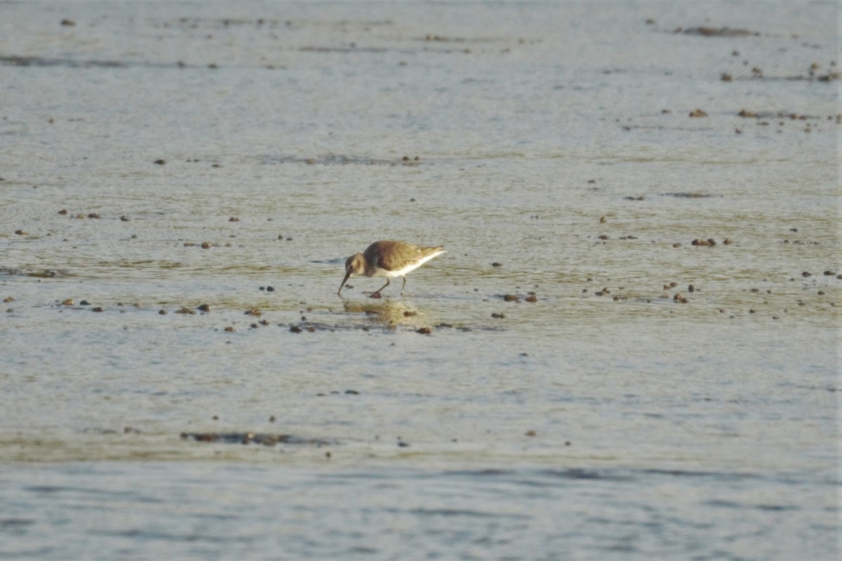 Dunlin - ML518098171