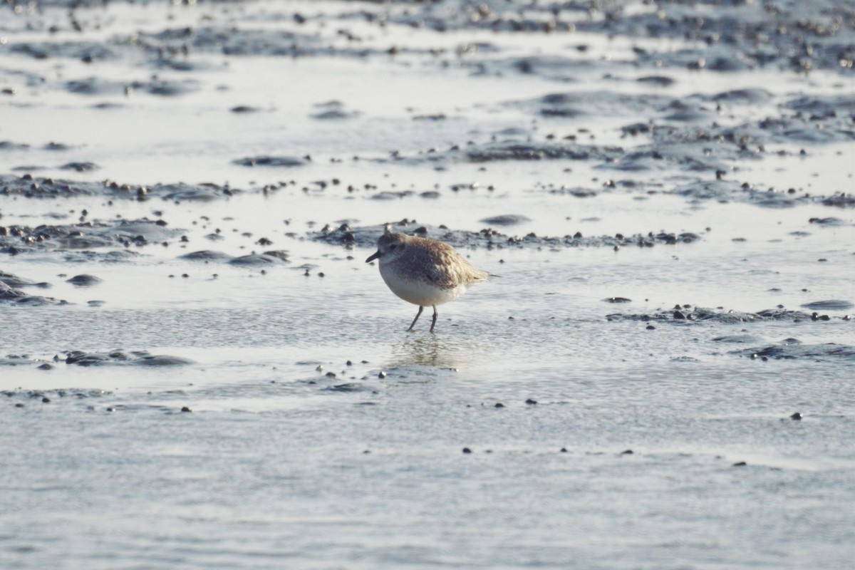 Black-bellied Plover - 東展 吳