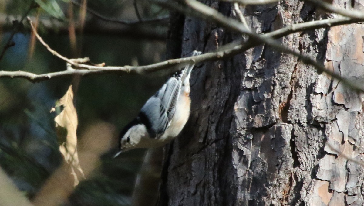 Sittelle à poitrine blanche (carolinensis) - ML518098331