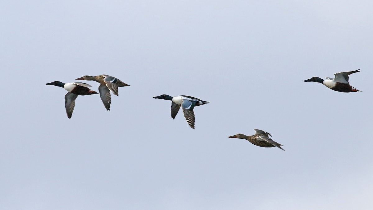 Northern Shoveler - ML518098601