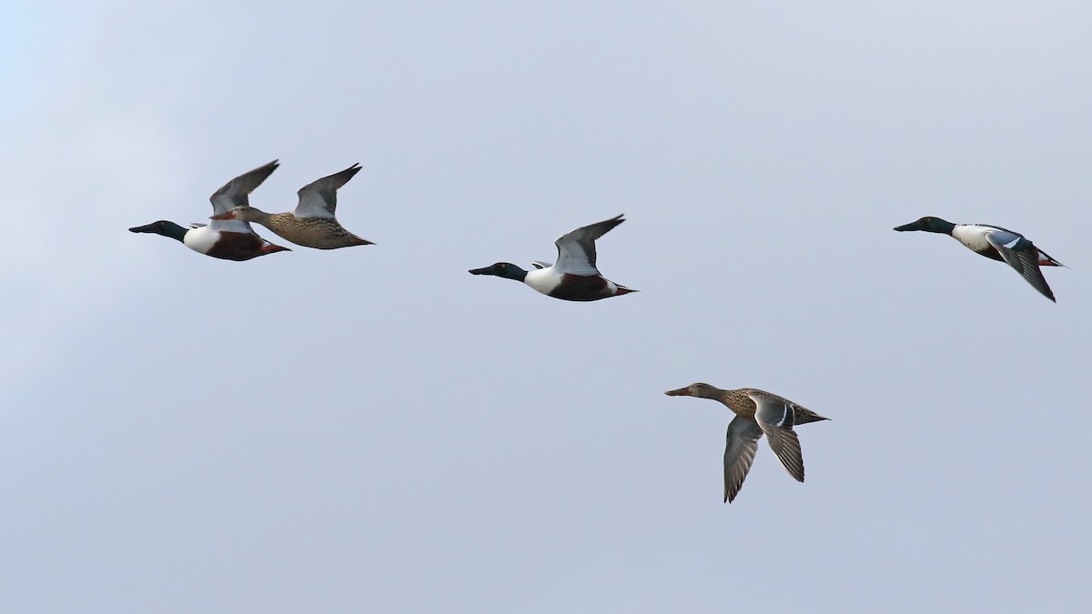 Northern Shoveler - ML518098621