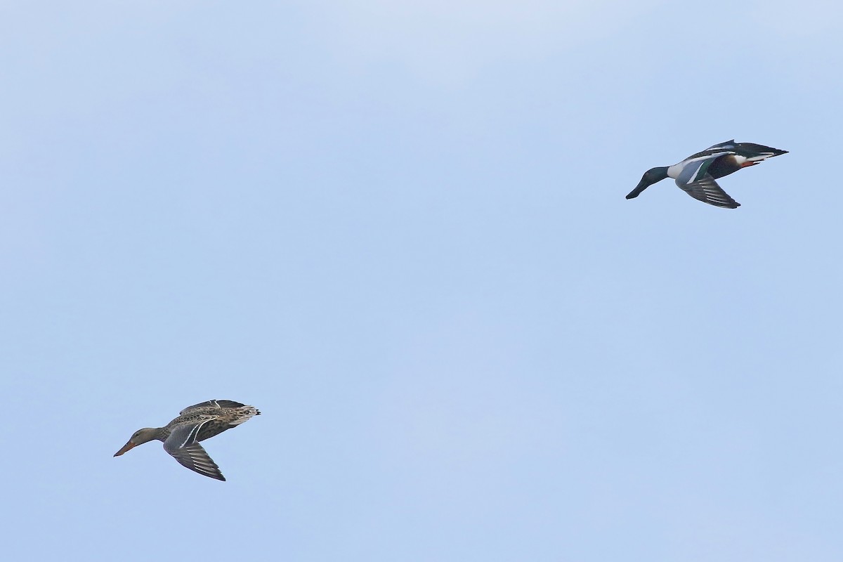 Northern Shoveler - ML518098631