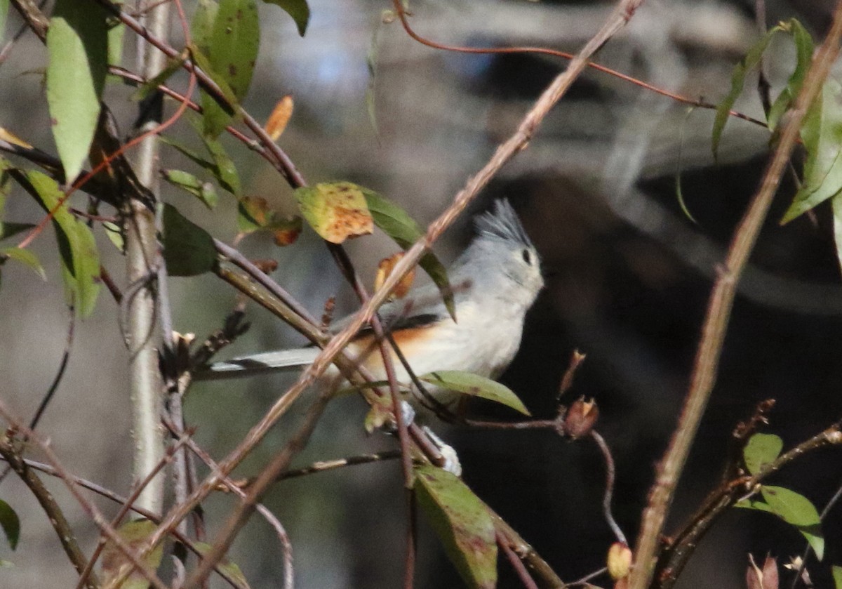 Tufted Titmouse - Jeffrey Blalock