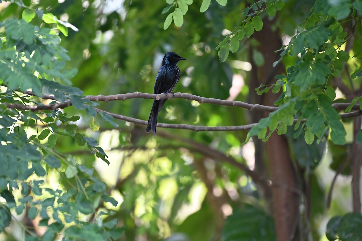 Bronzed Drongo - ML518098711