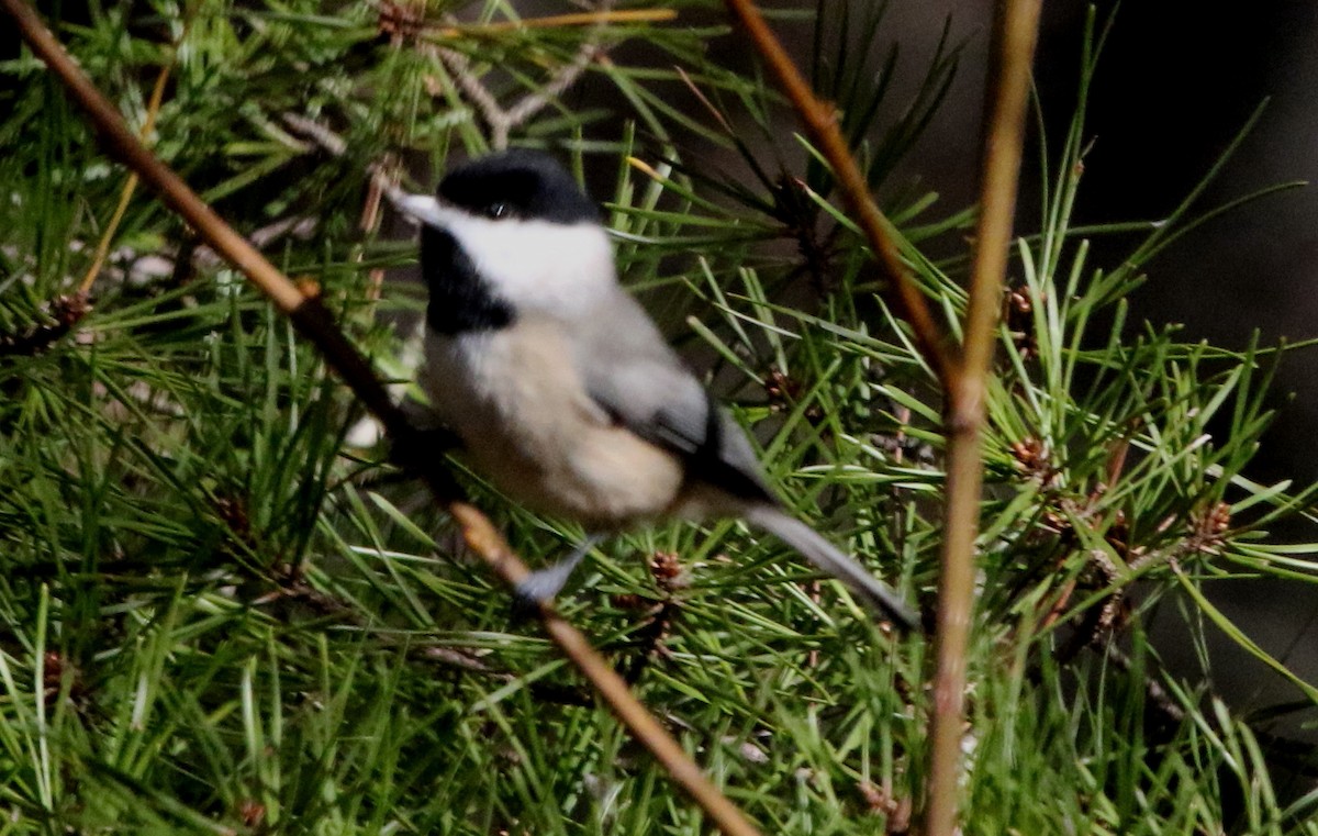 Mésange de Caroline - ML518098851