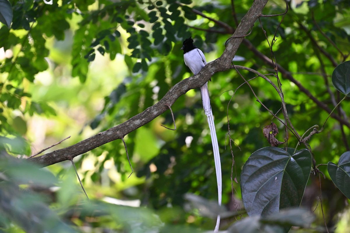 Indian Paradise-Flycatcher - ML518098961