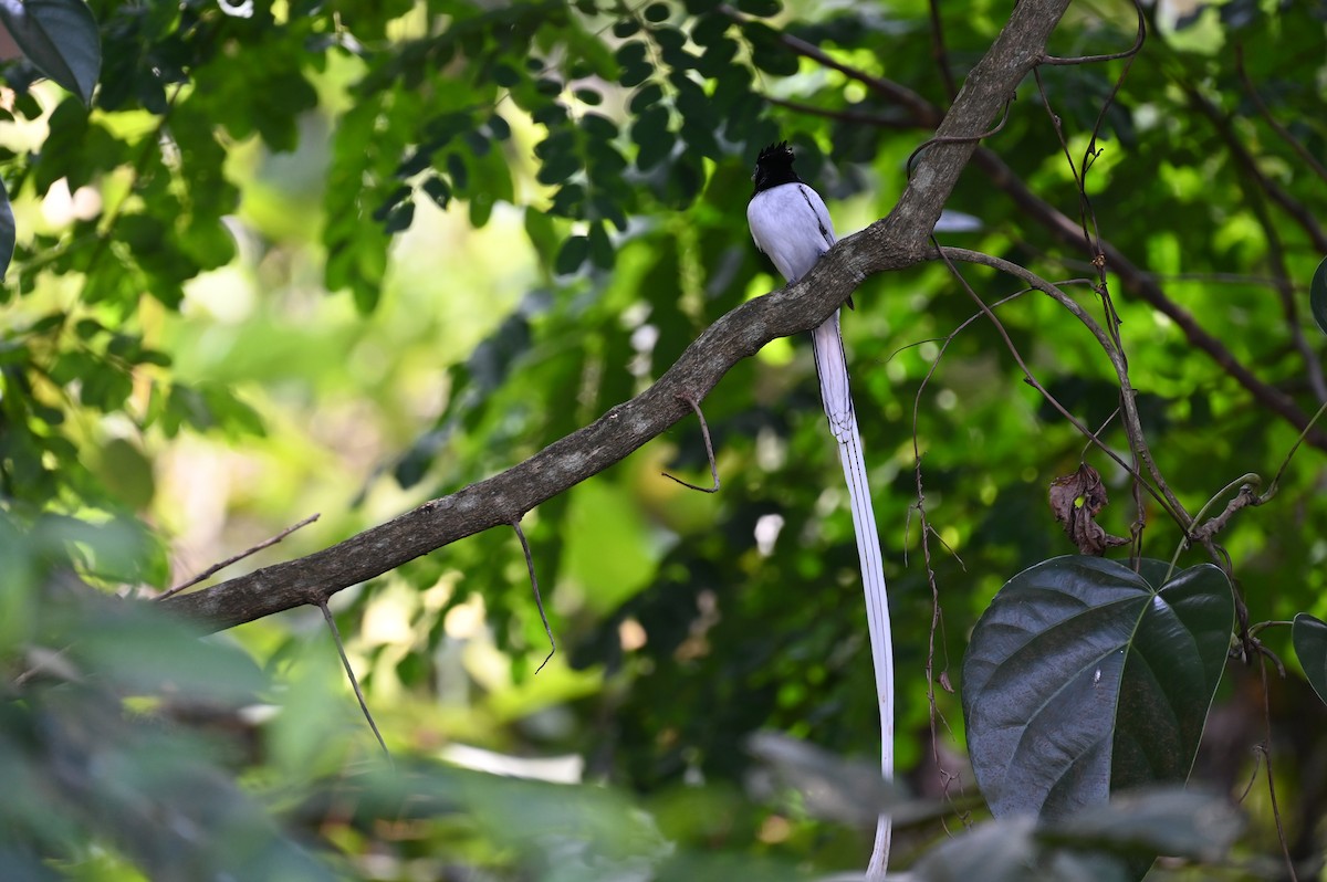 Indian Paradise-Flycatcher - Sajeev Krishnan